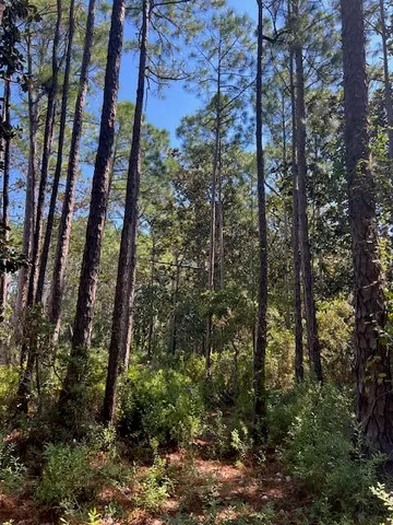 a view of a tree in the middle of a yard