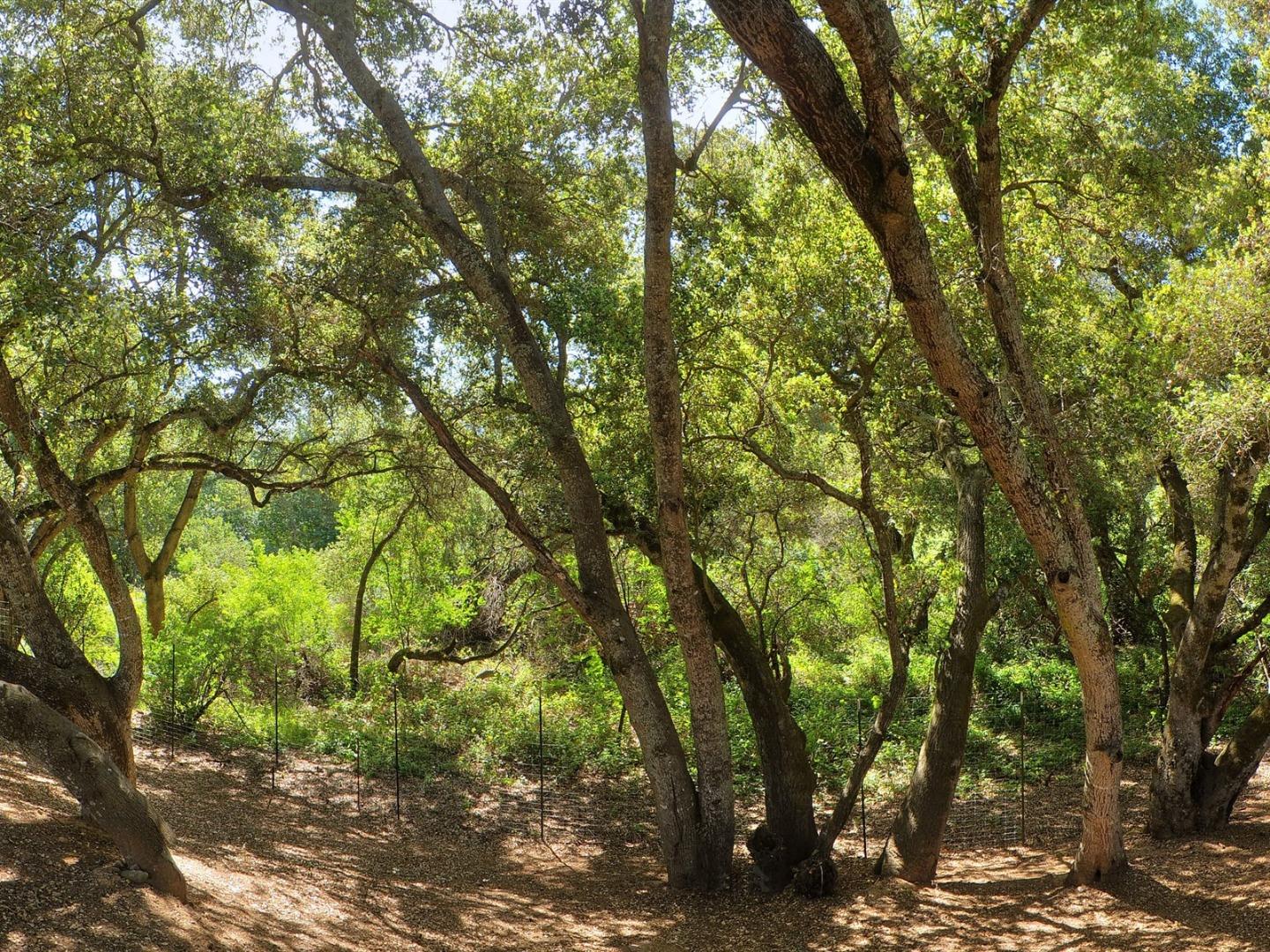 10035 Burchell Road Gilroy, CA 95020 - Photo 44 of 55 a view of forest