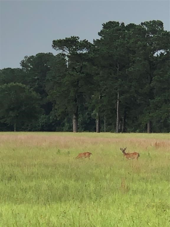 0 Kimberly Trace Conroe, TX 77304 - Photo 6 of 7 THE WILDLIFE LOVE TO ROAM... SO EXCITING TO WATCH THE BABY FAWNS...