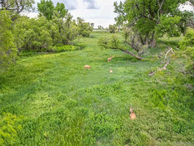 a view of a green field with lots of bushes