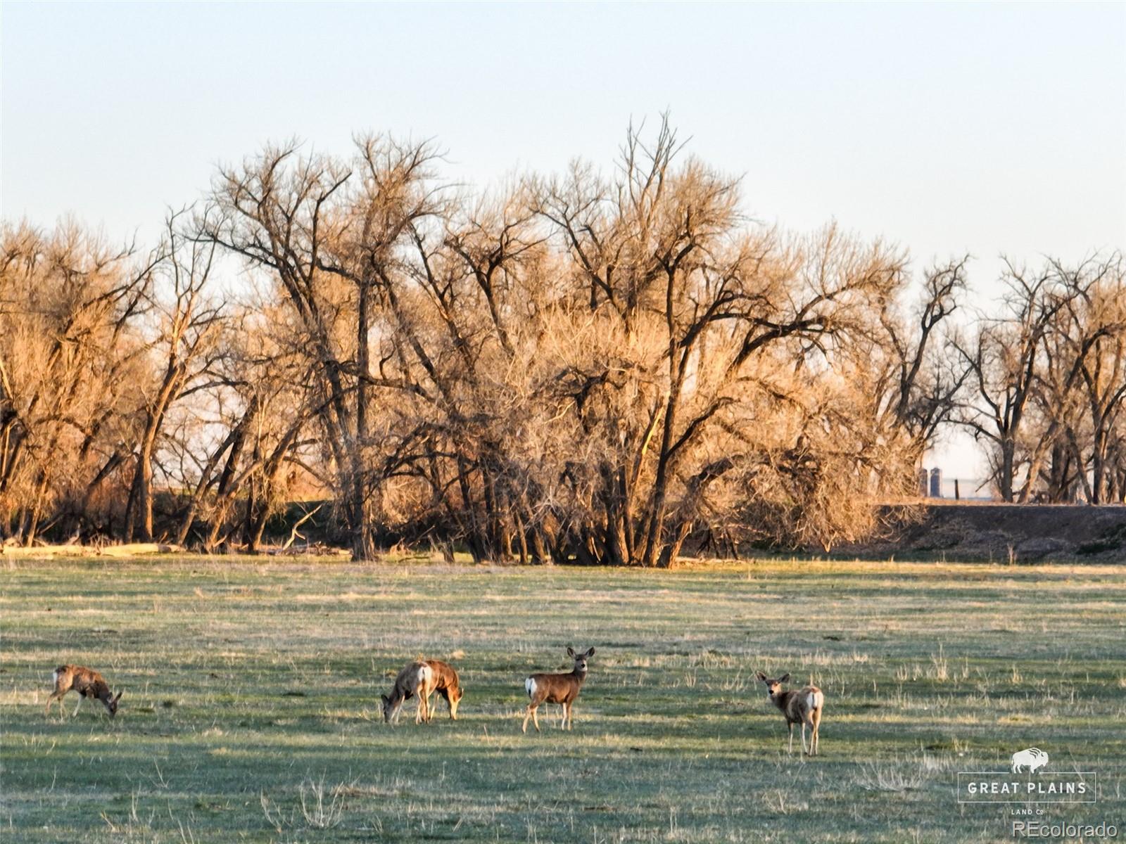 Pass Me By Road Strasburg, CO 80136 - Photo 17 of 46 a view of yard with large trees