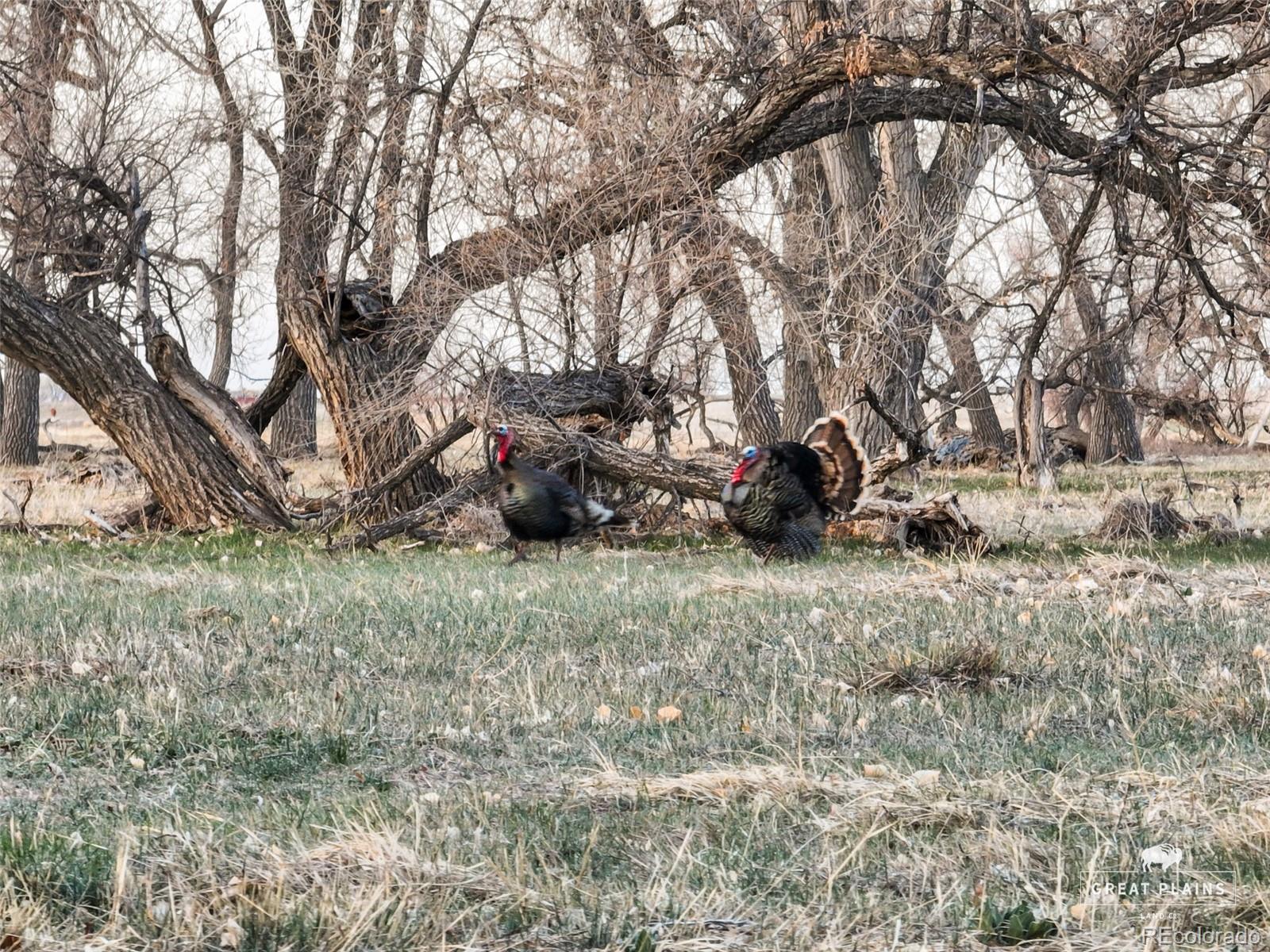 Pass Me By Road Strasburg, CO 80136 - Photo 18 of 46 a backyard of a house with a large tree