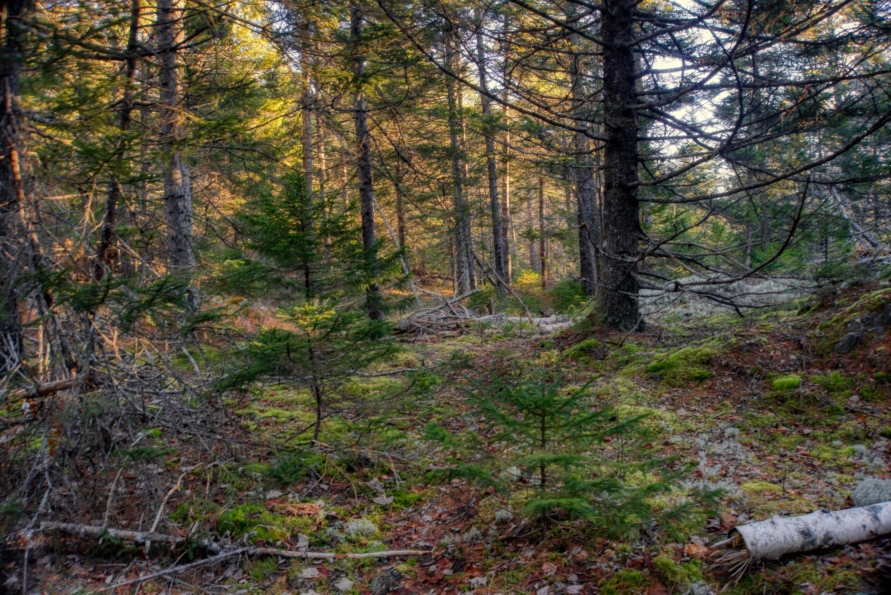 Tbd East Side Road Hancock, ME 04640 - Photo 4 of 16 inwoods view (2)
