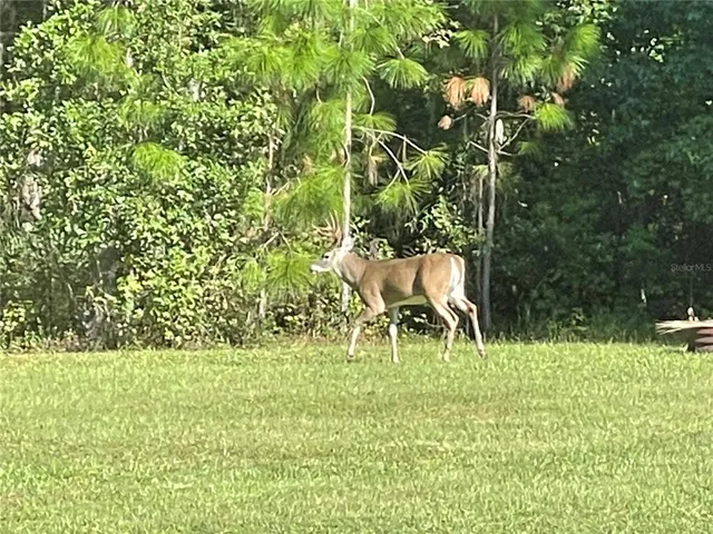 a garden with a bench and some trees