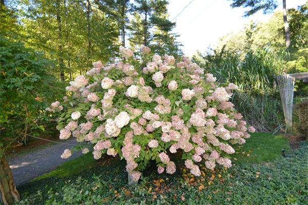 10 Robin Lane Pepperell, MA 01463 - Photo 26 of 26