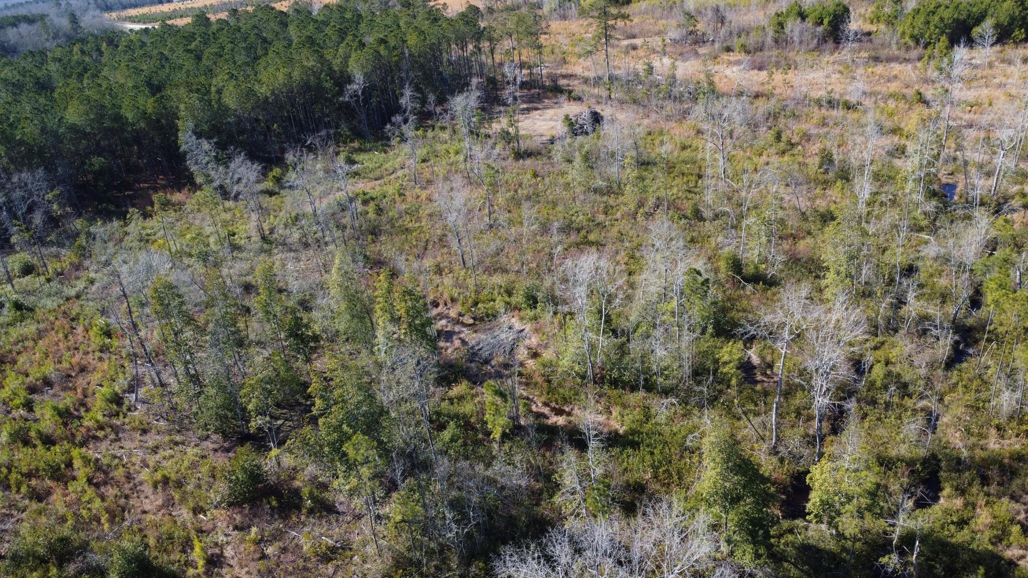 0 Epps Road Manning, SC 29102 - Photo 13 of 20 Gallery Image 13