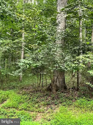 a view of a yard with plants and large trees
