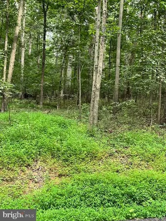 a view of lush green forest