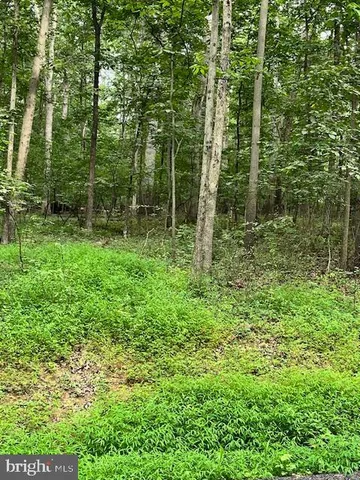 a view of lush green forest