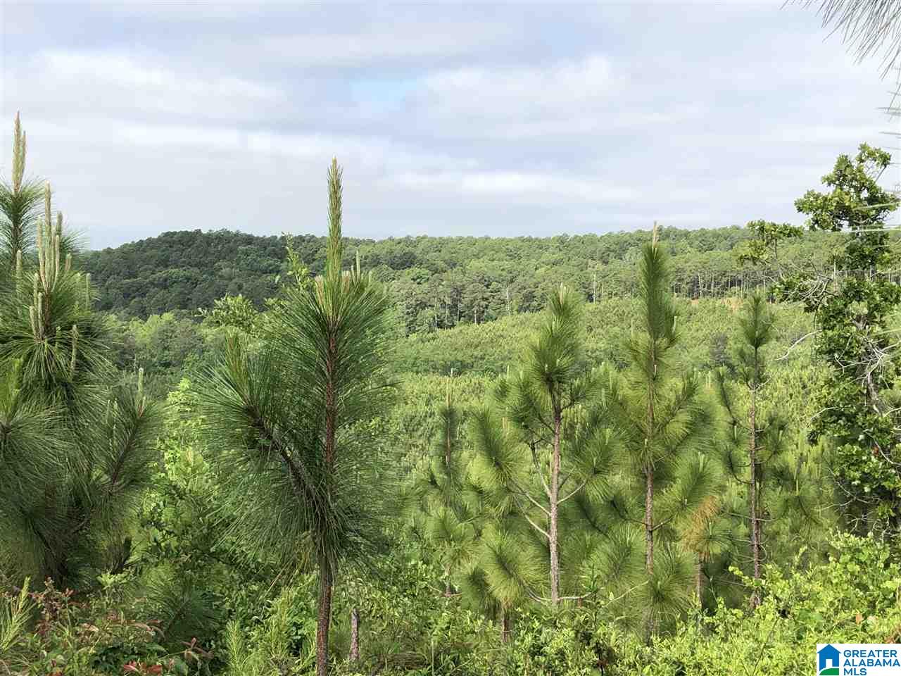 119-acres Double Branch Road, Unit 119 ACRES Marion, AL 36756 - Photo 22 of 26