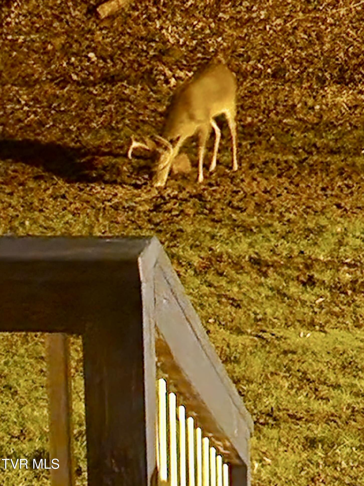 11427 Yuma Road Gate City, VA 24251 - Photo 70 of 82 Wildlife