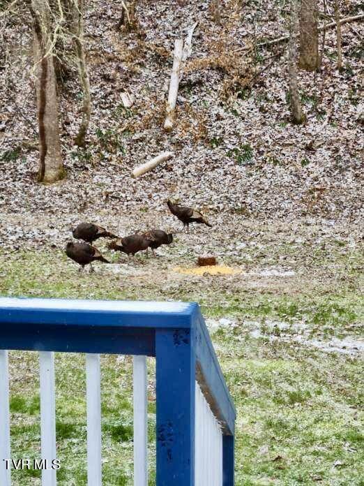 11427 Yuma Road Gate City, VA 24251 - Photo 71 of 82 Wildlife