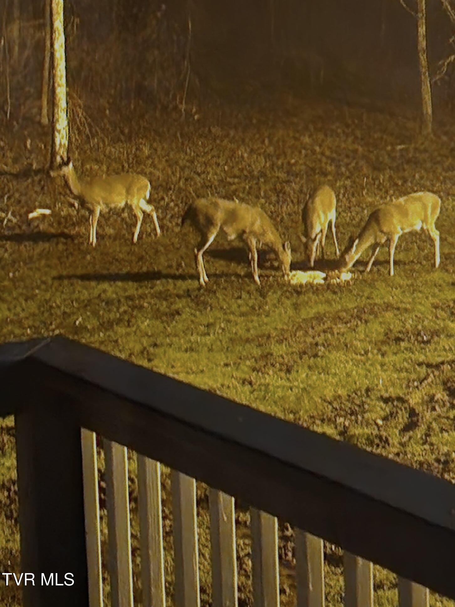 11427 Yuma Road Gate City, VA 24251 - Photo 72 of 82 Wildlife
