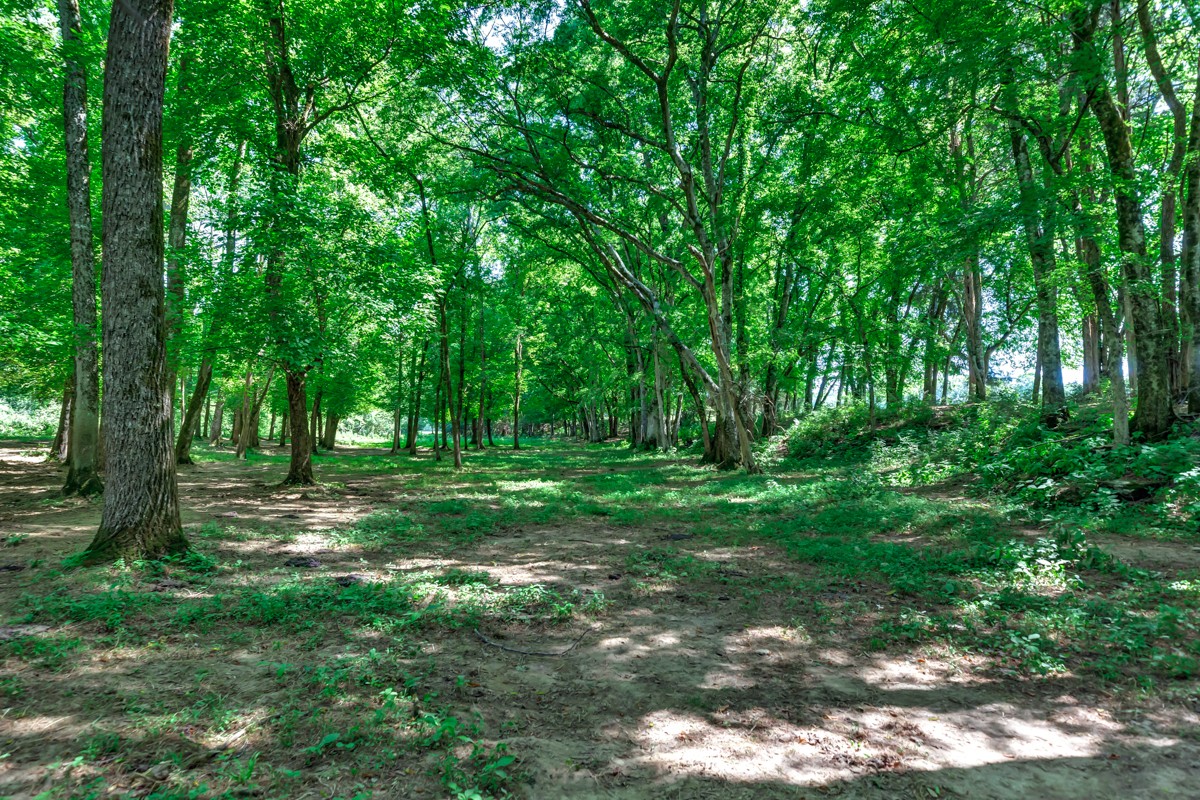 49 Crystal Ridge Road Mulberry, TN 37359 - Photo 45 of 58 a view of backyard with green space