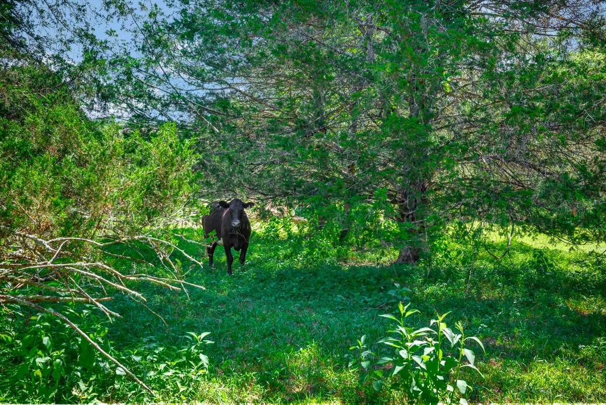 49 Crystal Ridge Road Mulberry, TN 37359 - Photo 46 of 58 a view of a lush green forest
