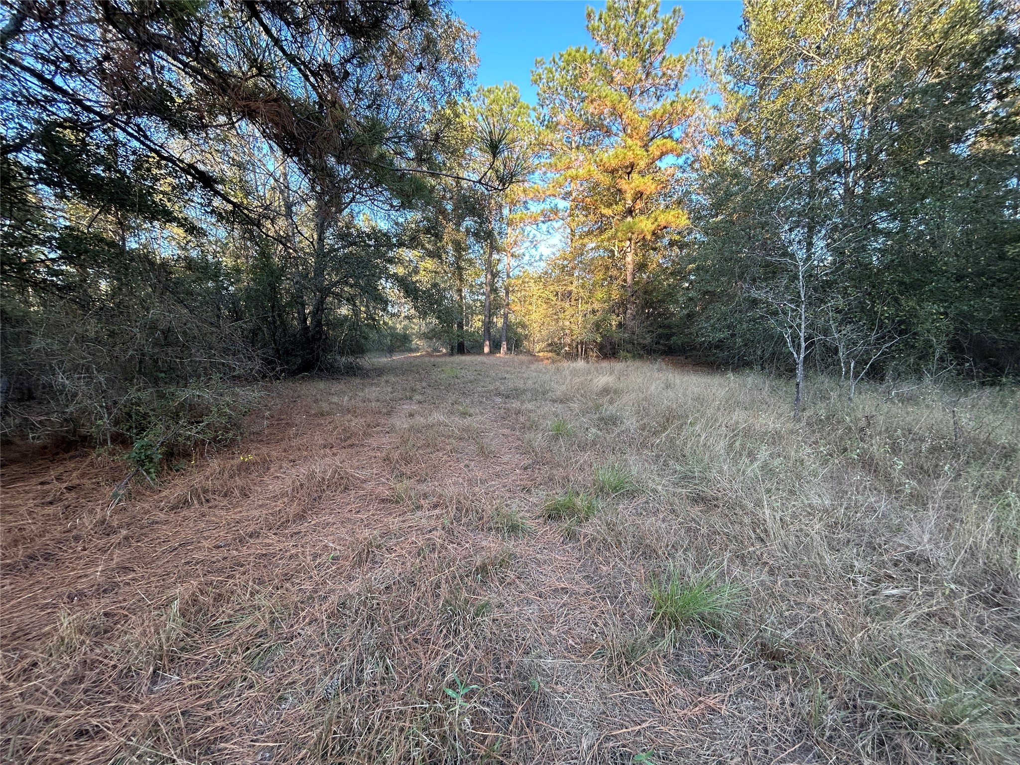 a view of a forest with trees in the background