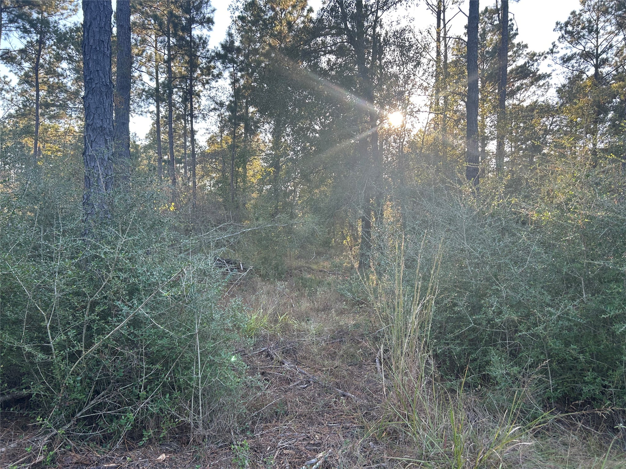 700 Pr 8160 Lovelady Tx 75851 Lovelady, TX 75851 - Photo 11 of 35 a view of forest