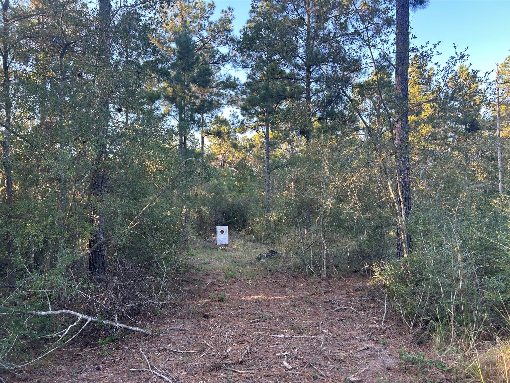 700 Pr 8160 Lovelady Tx 75851 Lovelady, TX 75851 - Photo 12 of 35 a view of a forest with trees in the background
