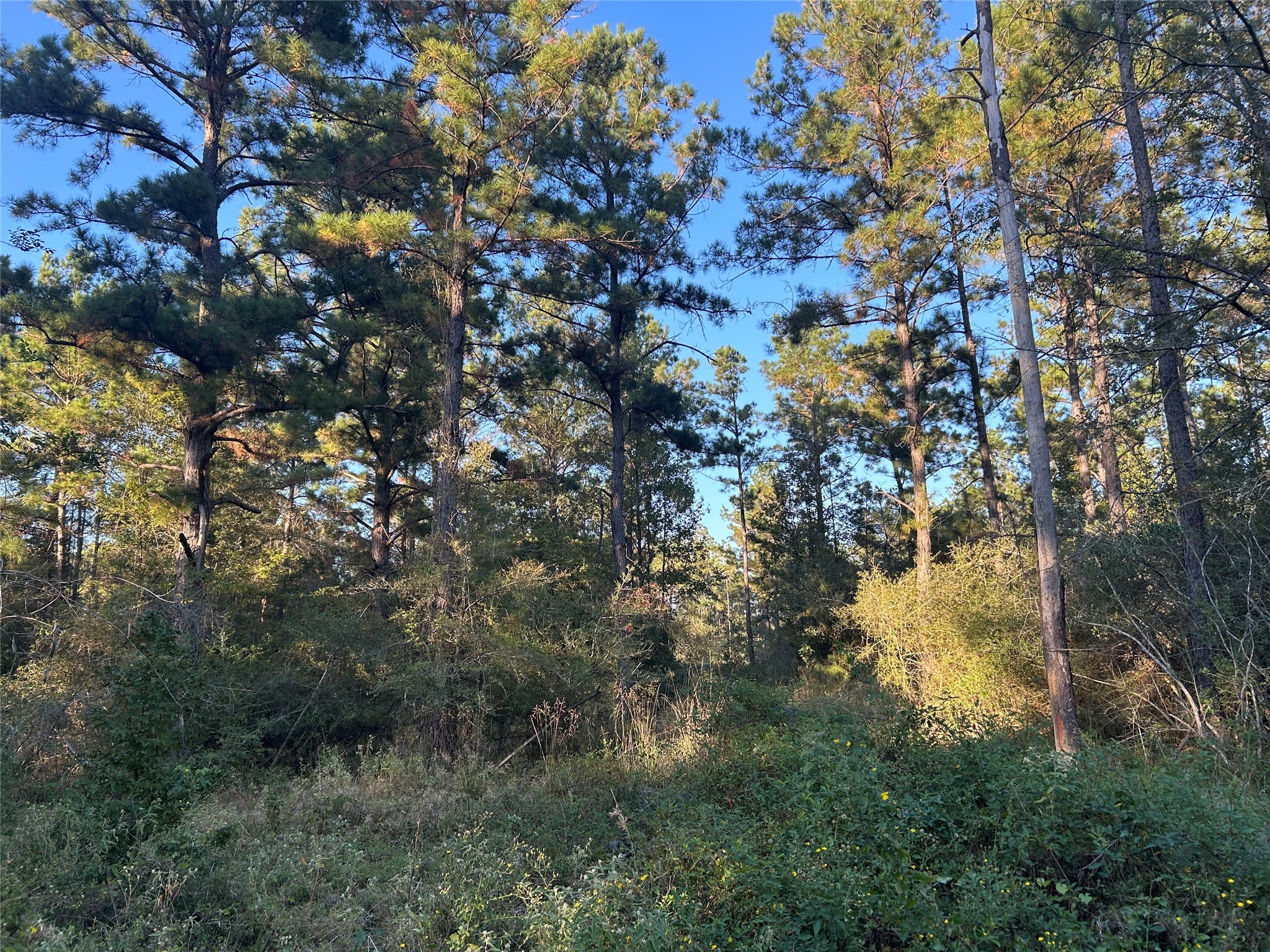 700 Pr 8160 Lovelady Tx 75851 Lovelady, TX 75851 - Photo 13 of 35 a view of a tree