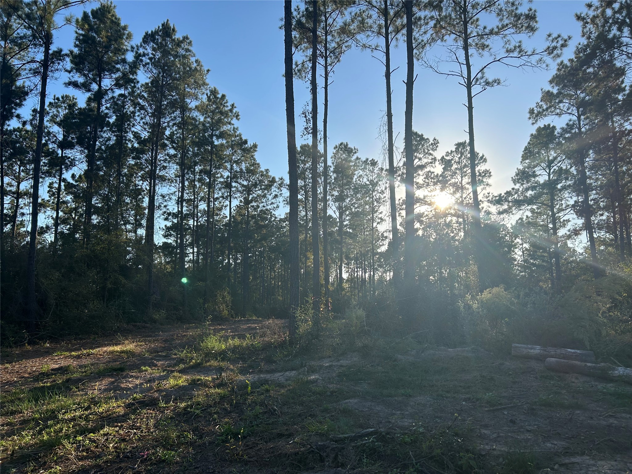 700 Pr 8160 Lovelady Tx 75851 Lovelady, TX 75851 - Photo 14 of 35 a view of forest