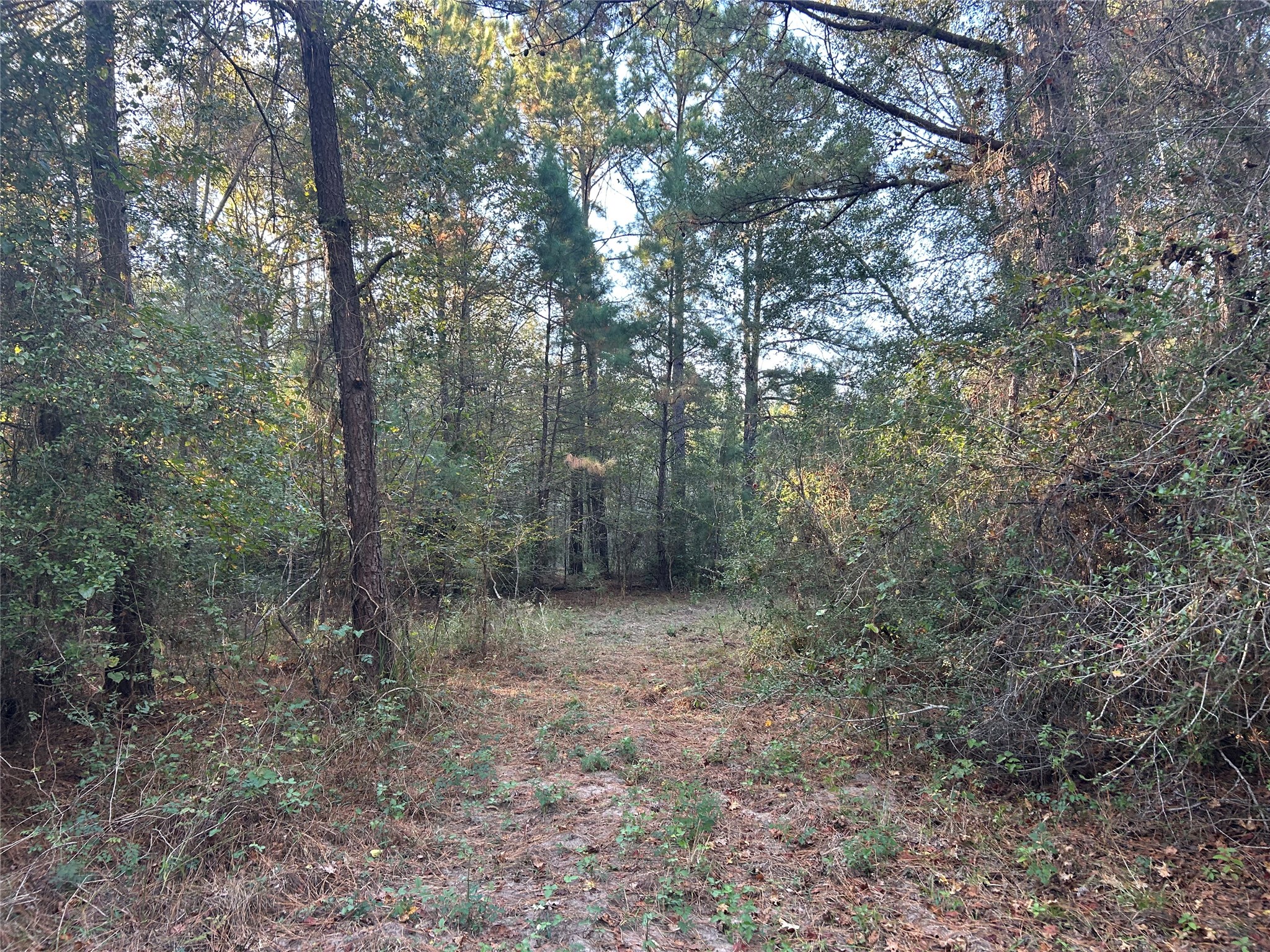 700 Pr 8160 Lovelady Tx 75851 Lovelady, TX 75851 - Photo 17 of 35 a view of a forest with trees in the background