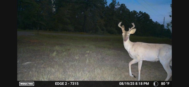 700 Pr 8160 Lovelady Tx 75851 Lovelady, TX 75851 - Photo 21 of 35 a view of a swimming pool with a yard