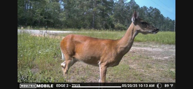 700 Pr 8160 Lovelady Tx 75851 Lovelady, TX 75851 - Photo 28 of 35 a view of a yard in a lake view