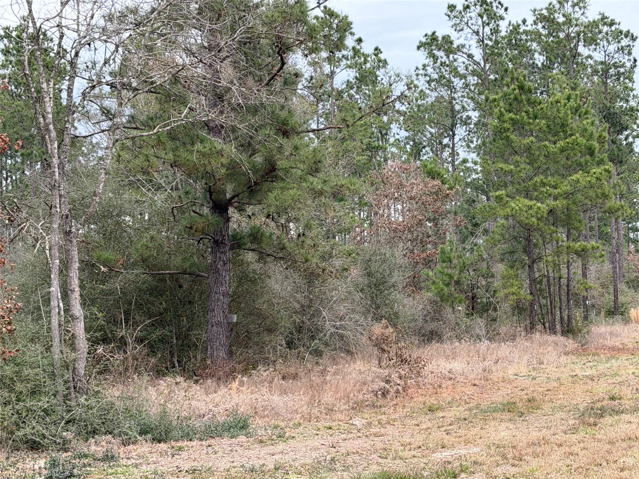700 Pr 8160 Lovelady Tx 75851 Lovelady, TX 75851 - Photo 33 of 35 a view of a forest filled with trees