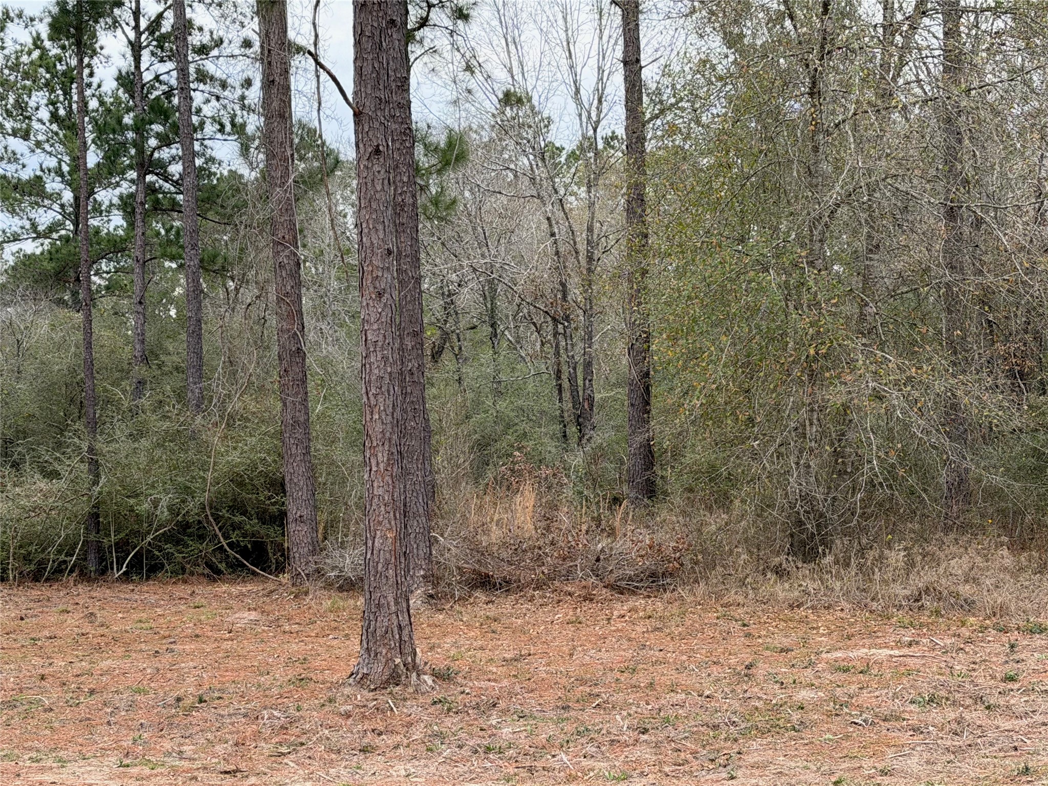 700 Pr 8160 Lovelady Tx 75851 Lovelady, TX 75851 - Photo 34 of 35 a view of a forest with trees