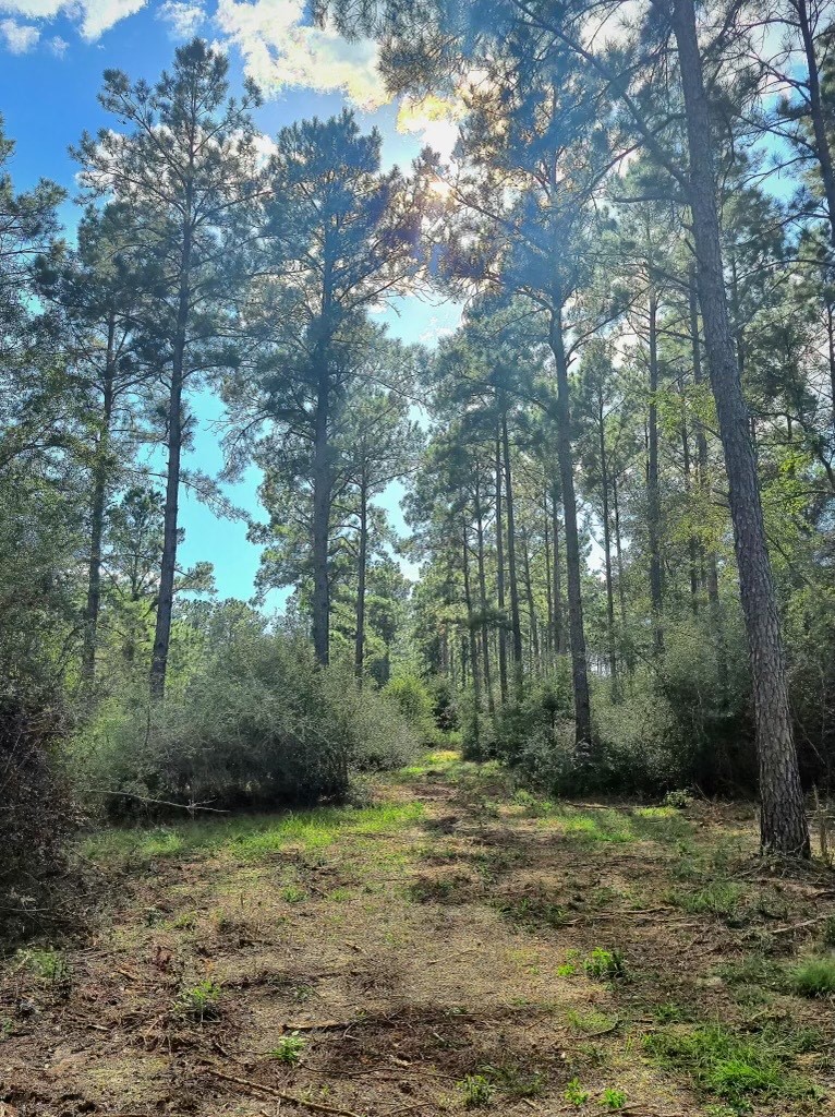 700 Pr 8160 Lovelady Tx 75851 Lovelady, TX 75851 - Photo 5 of 35 a view of a yard with trees