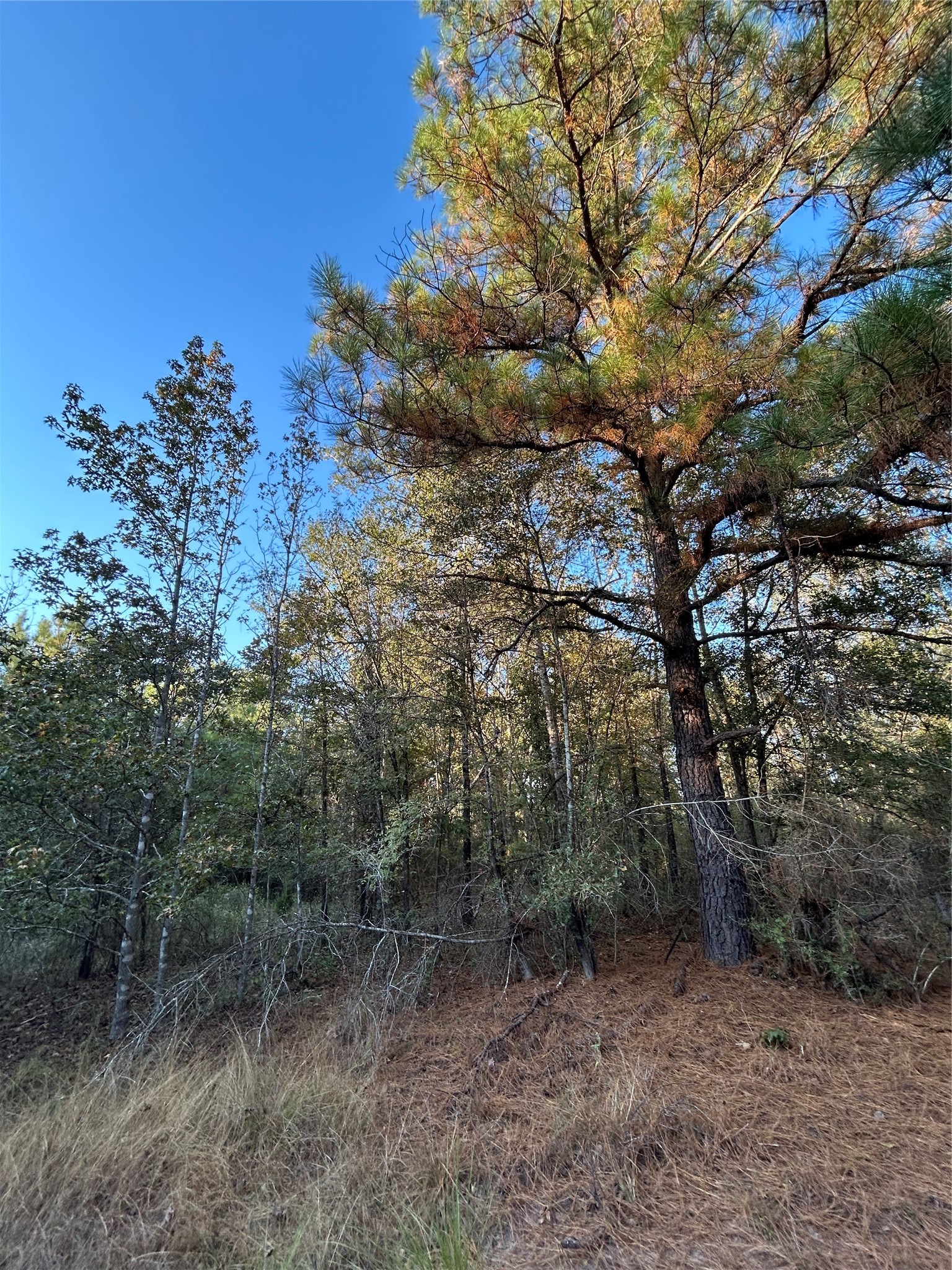 700 Pr 8160 Lovelady Tx 75851 Lovelady, TX 75851 - Photo 8 of 35 a view of a forest with a tree