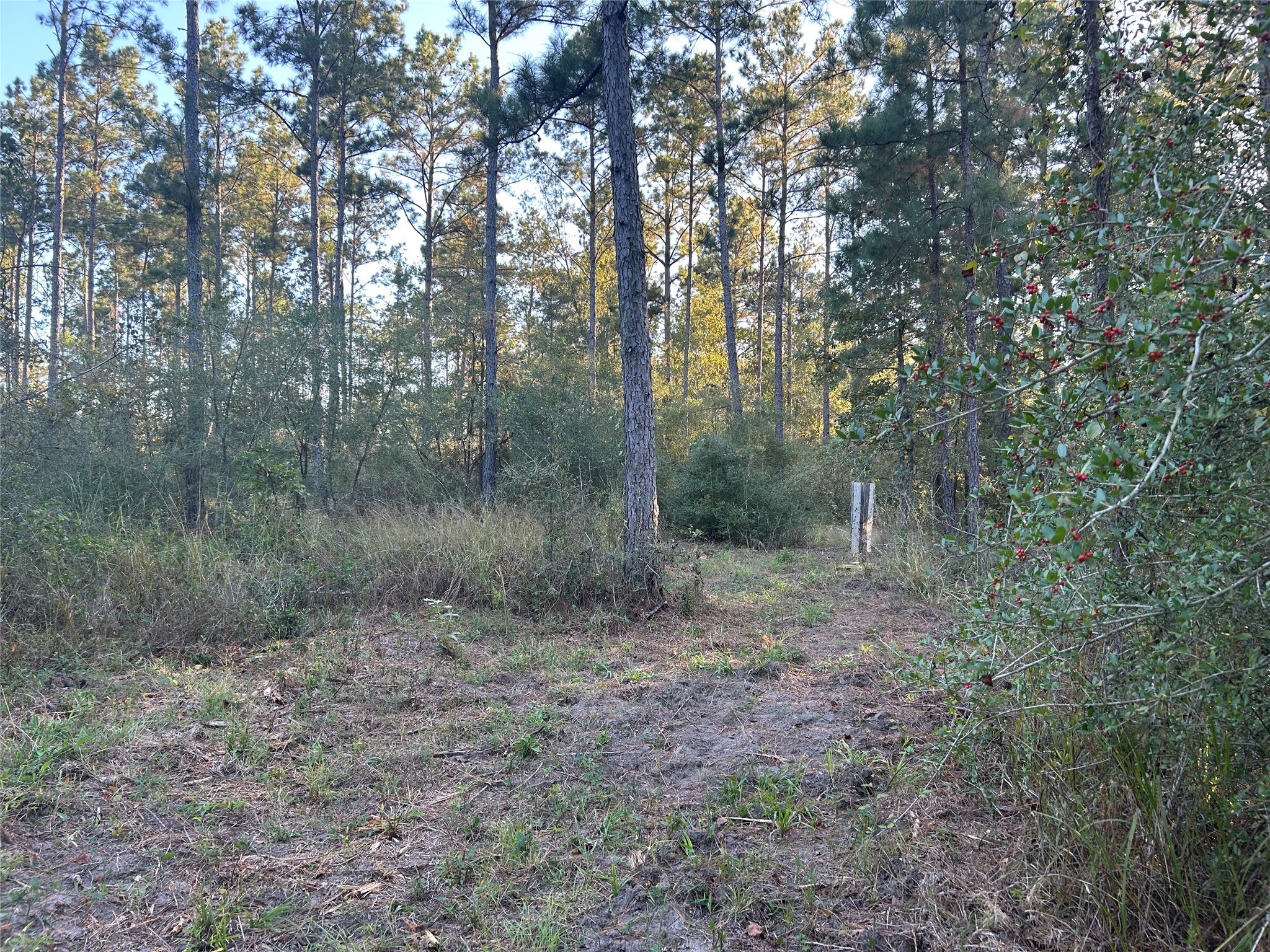700 Pr 8160 Lovelady Tx 75851 Lovelady, TX 75851 - Photo 9 of 35 a view of a forest with trees in the background