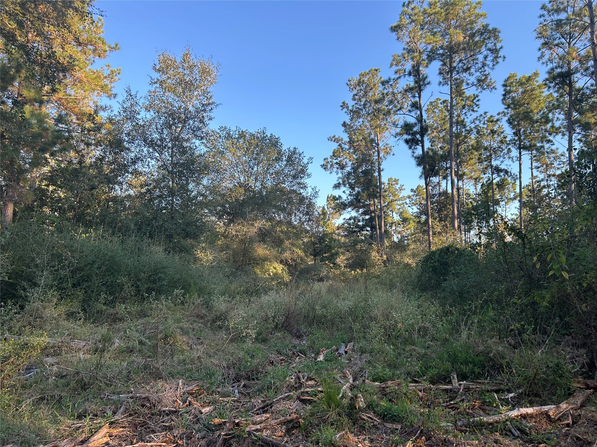 700 Pr 8160 Lovelady Tx 75851 Lovelady, TX 75851 - Photo 10 of 35 a view of a forest with a tree