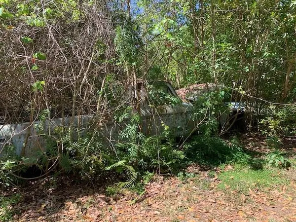 a view of a garden with plants
