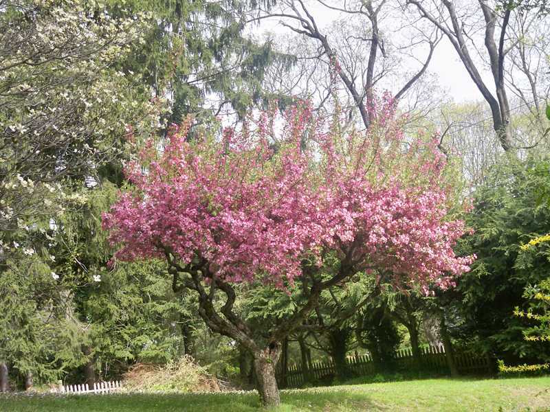 235 North Maple Avenue Greenwich, CT 06830 - Photo 15 of 19