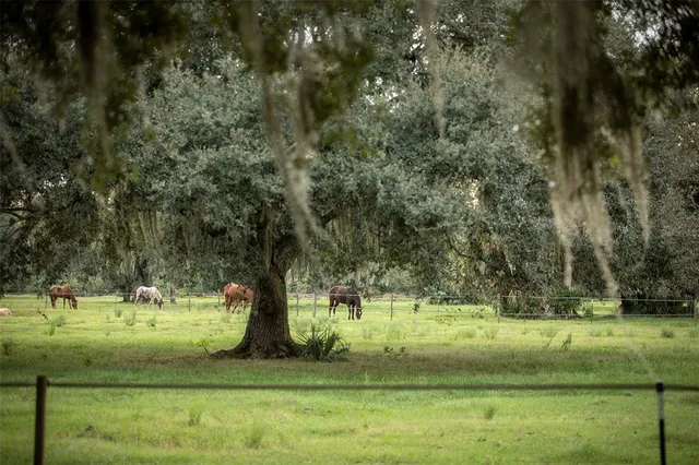 a view of a tree in a yard