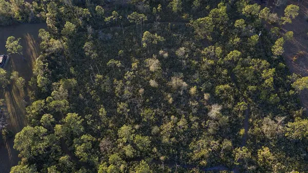 a picture of tree