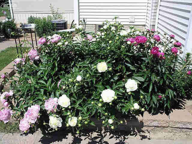10035 West Pierson Road Flushing, MI 48433 - Photo 35 of 42 21126186-34.JPG