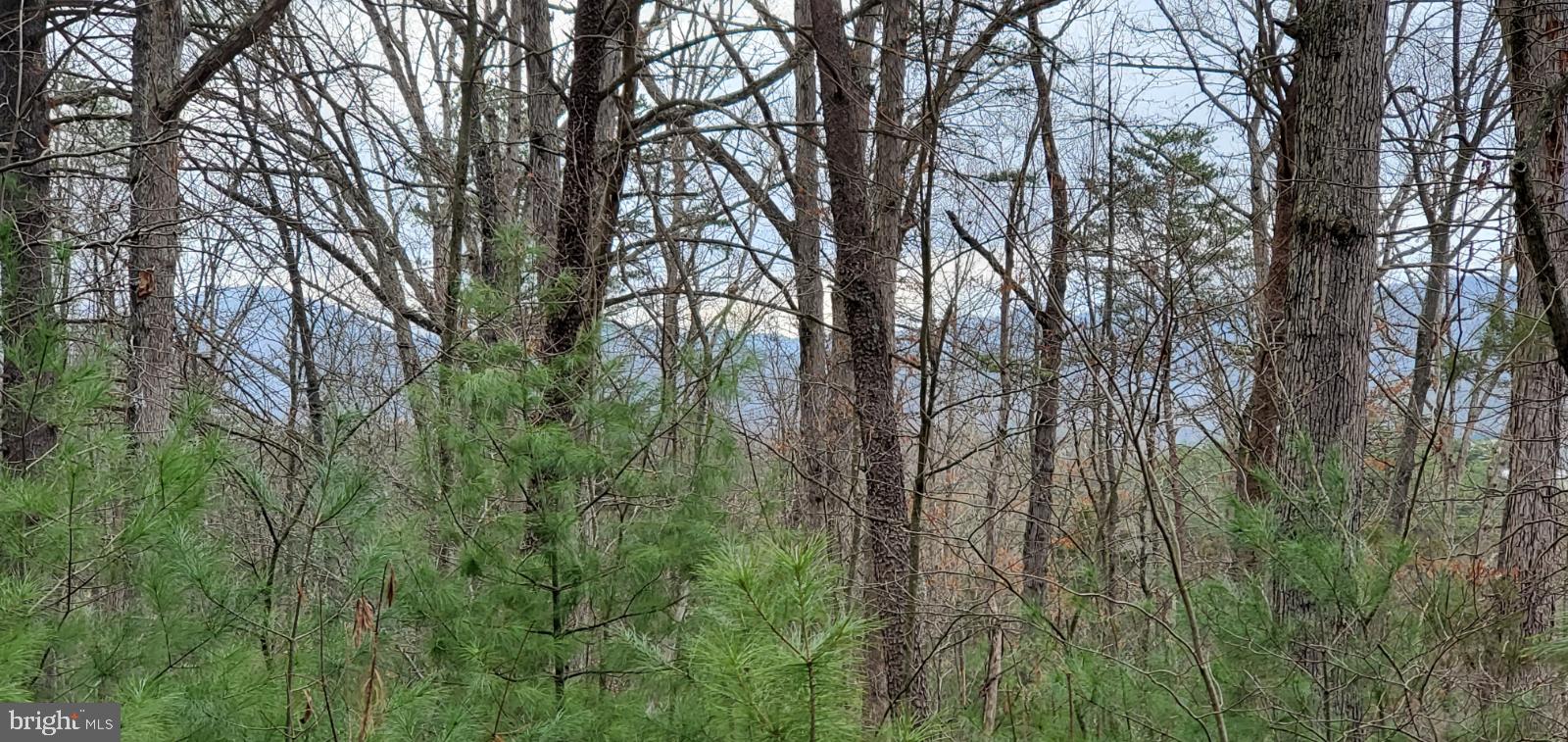 Lot 40 Fort Valley Road Fort Valley, VA 22652 - Photo 3 of 10 Gallery Image 3