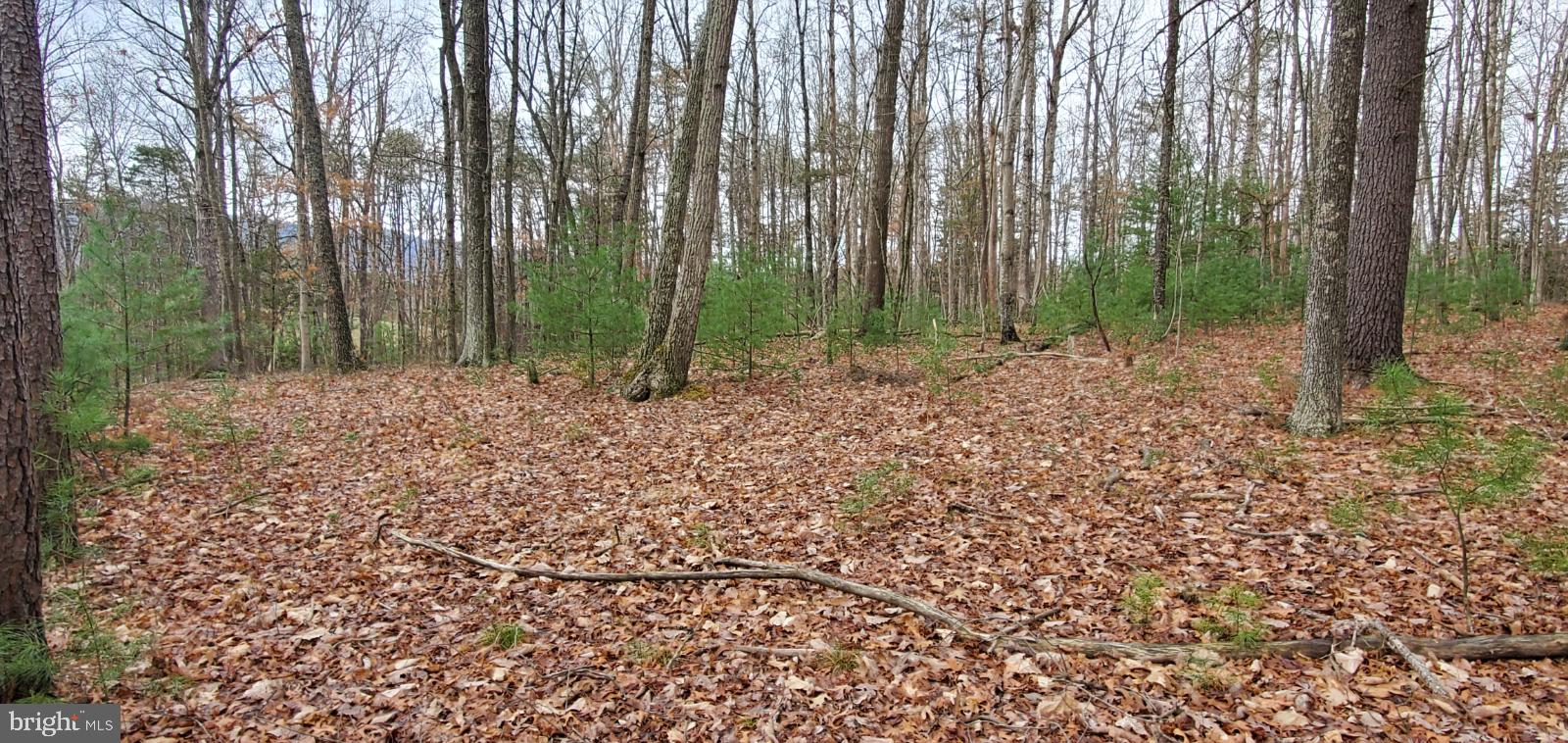 Lot 40 Fort Valley Road Fort Valley, VA 22652 - Photo 7 of 10 Gallery Image 7