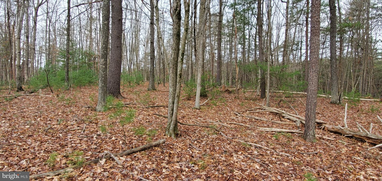 Lot 40 Fort Valley Road Fort Valley, VA 22652 - Photo 8 of 10 Gallery Image 8