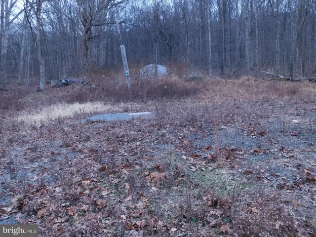 a view of backyard with large trees