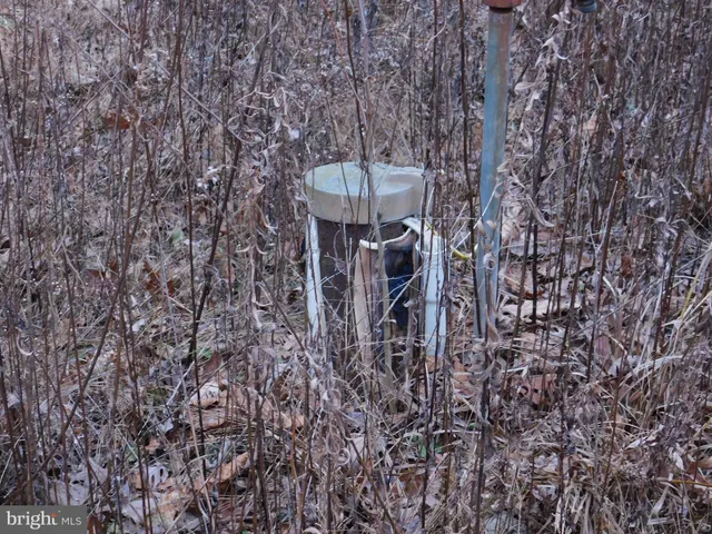 a backyard with tall trees