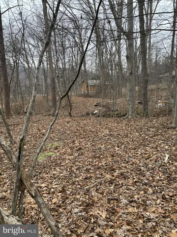 a view of plants and trees