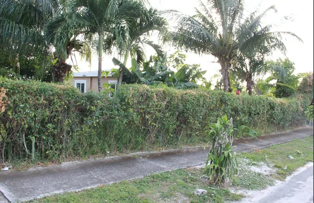 a view of a yard with plants and a large trees
