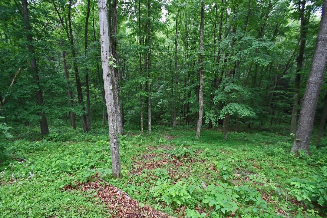 25249 Chapel Ridge Road South Bloomingville, OH 43152 - Photo 13 of 68 Gallery Image 13