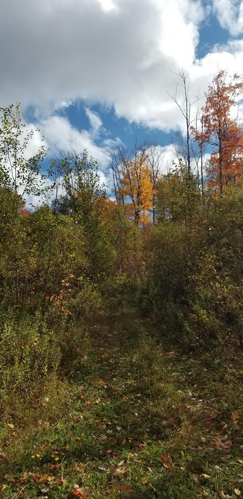 . Boomhower Road Lyon Mountain, NY 12952 - Photo 13 of 25 Gallery Image 13