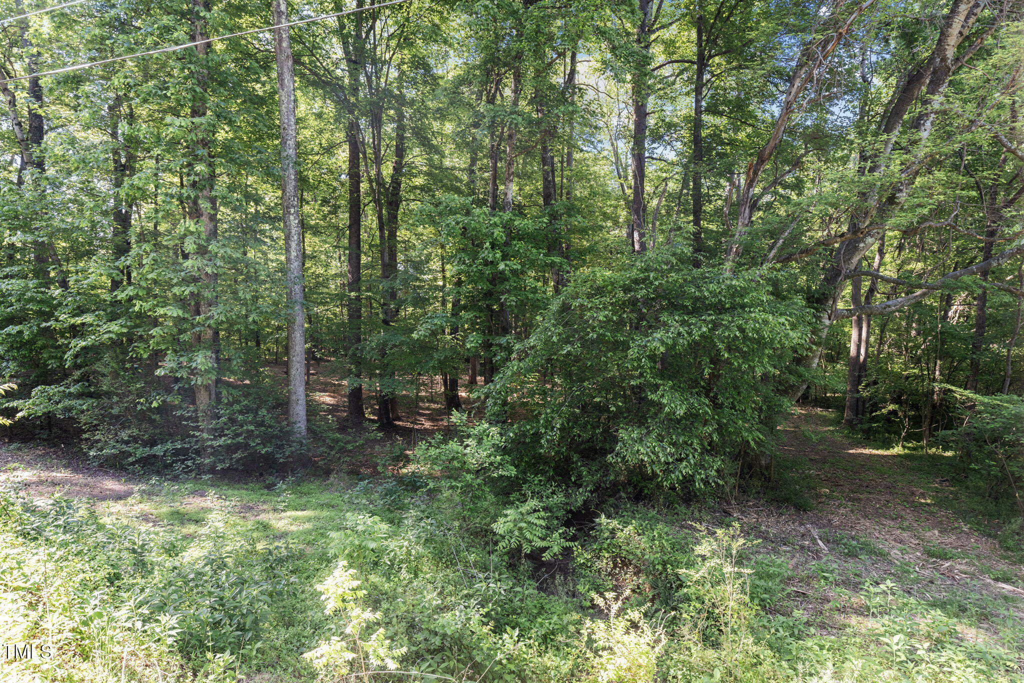 Lot 3 Helena Moriah Road Timberlake, NC 27583 - Photo 6 of 7 a view of a forest with trees