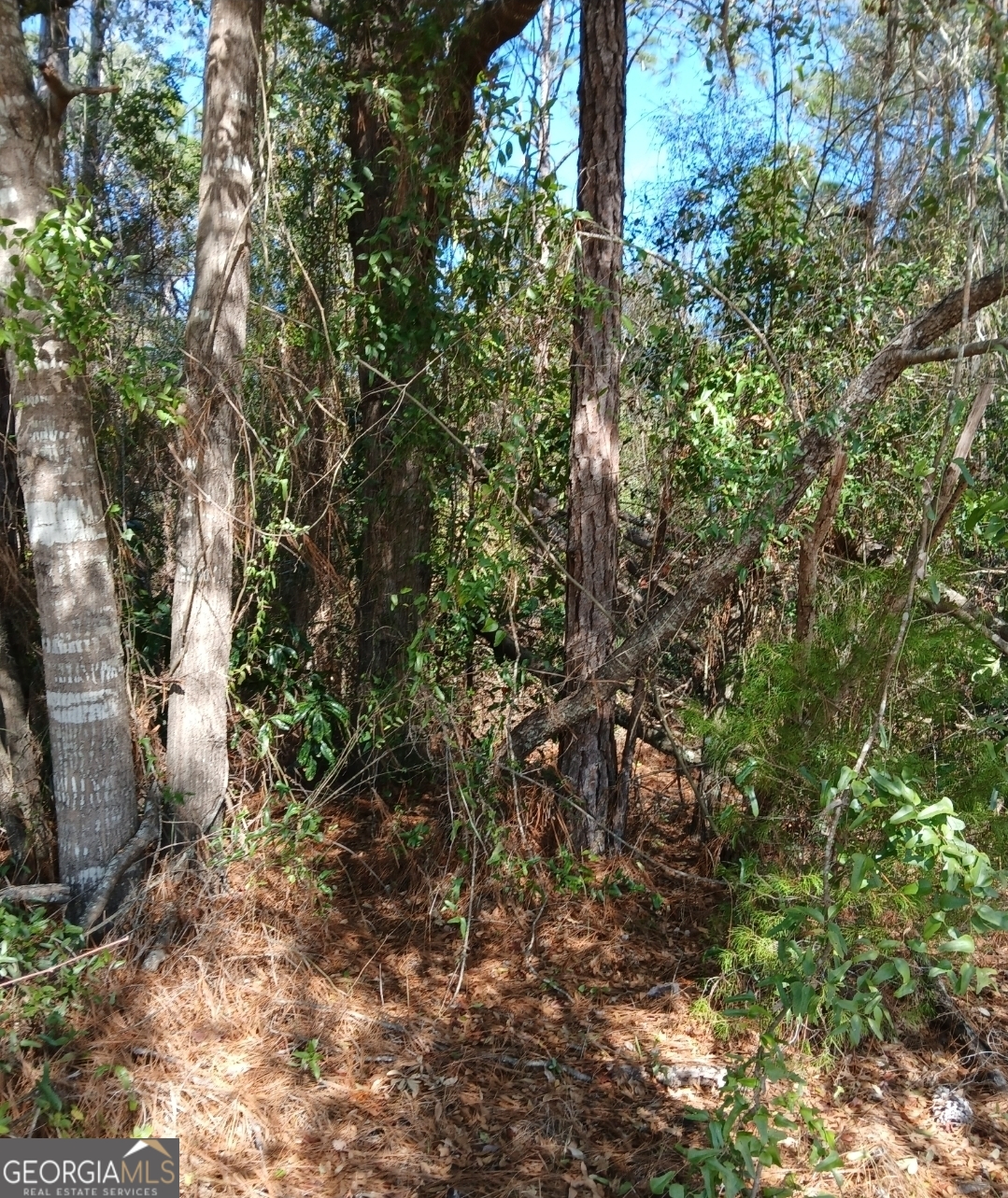 2 Owen Spatcher Road Folkston, GA 31537 - Photo 12 of 14 a view of a yard with plants and tree