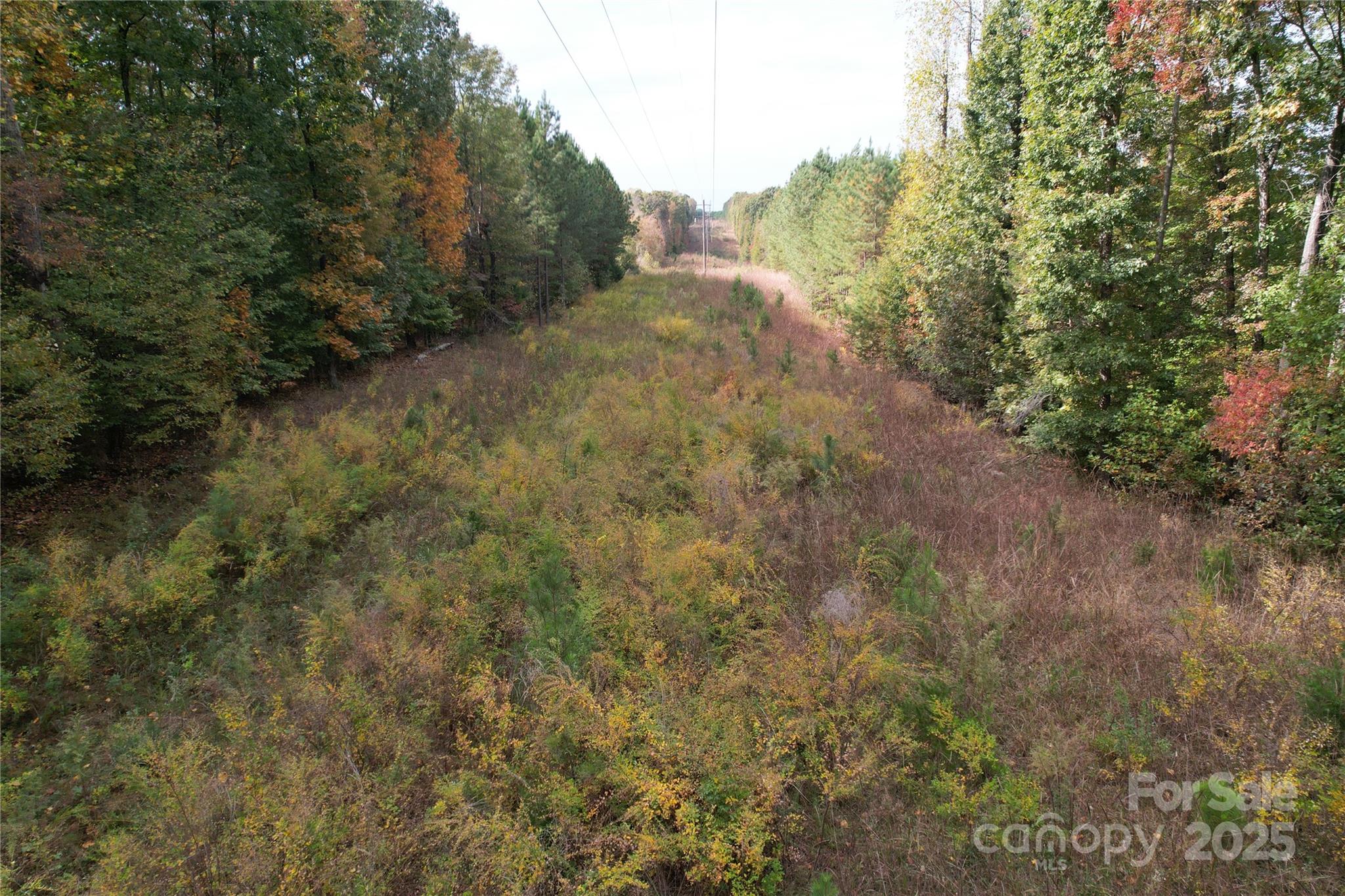 Tbd Miles Road Dallas, NC 28034 - Photo 12 of 14 a view of a forest with trees in front of it
